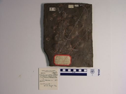 Anchisauripus exsertus