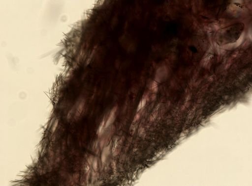 Halichondrida