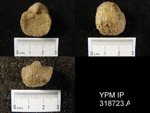 Pustula nebrascensis