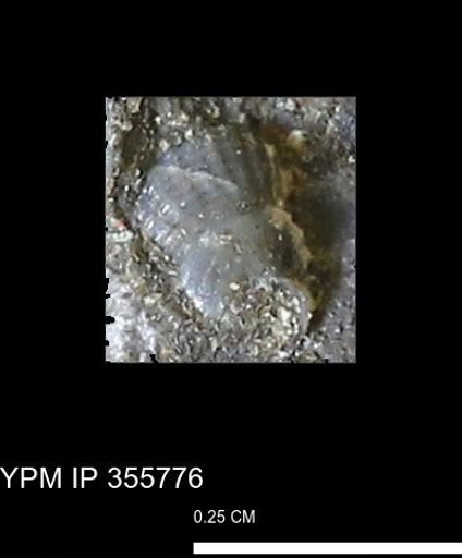 undet. Scaphitidae