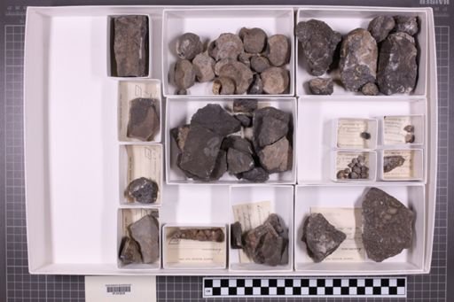 mixed taxa, stratigraphic collection