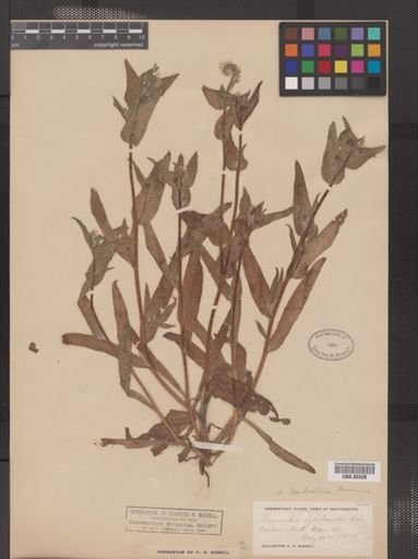 Amsinckia barbata