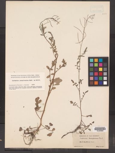 Cardamine pensylvanica