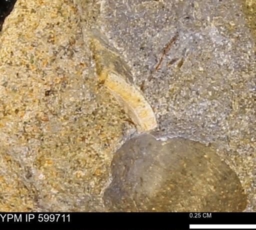 undet. Bivalvia