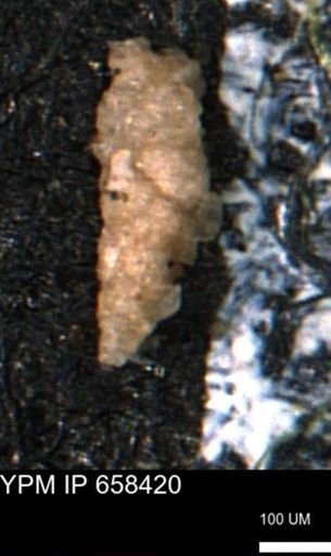 Verneuilinoides kansasensis