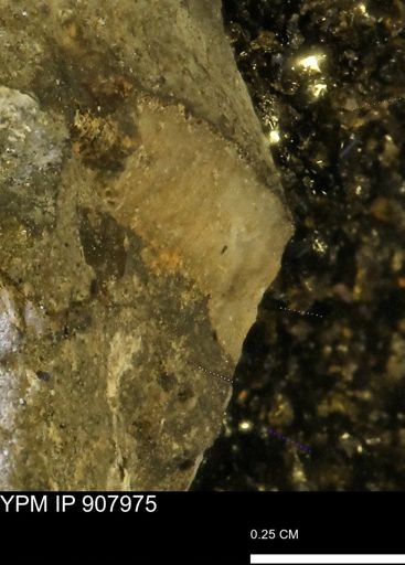 undet. Mollusca