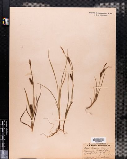 Carex