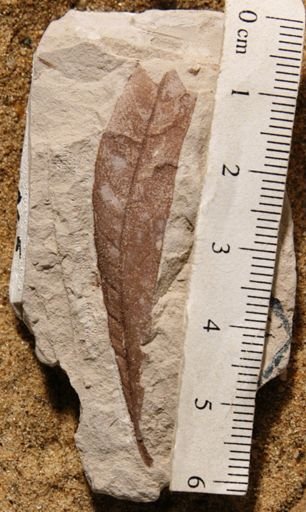 Myrica mormonensis