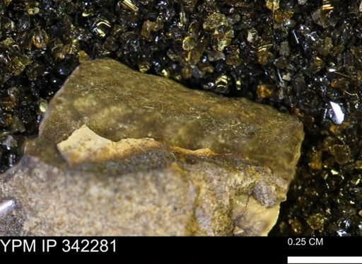undet. Scaphitidae