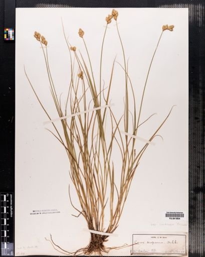 Carex scoparia