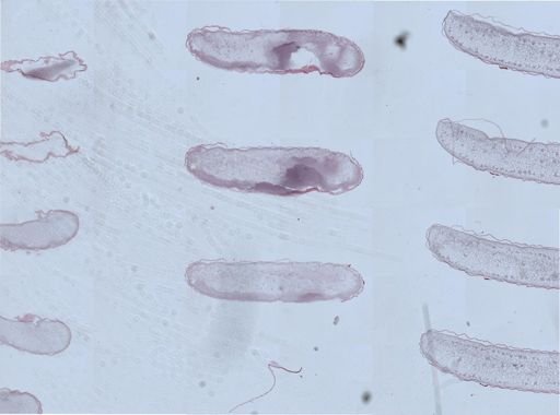 Apis mellifera