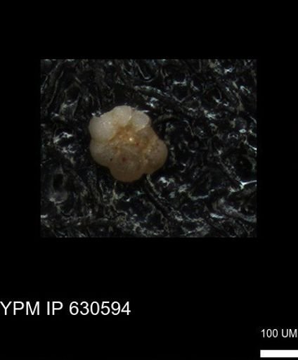 undet. Foraminiferida