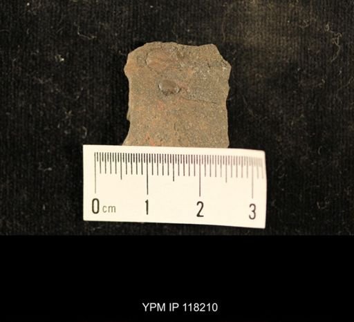 Orbiculoidea novascotica