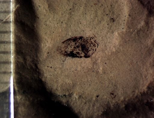 undet. Membracidae