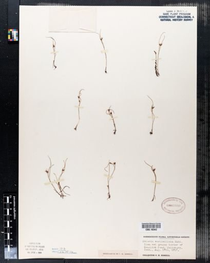 Scleria verticillata