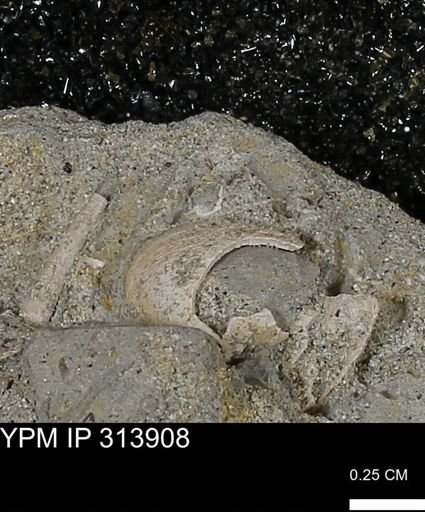 undet. Bivalvia