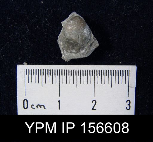 Catazyga headi anticostiensis