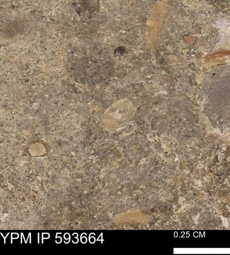 Baculites sp.