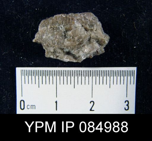 Amphistrophia prolongata var. chaleurensis