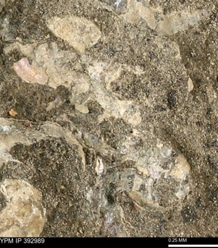 Scaphites sp.