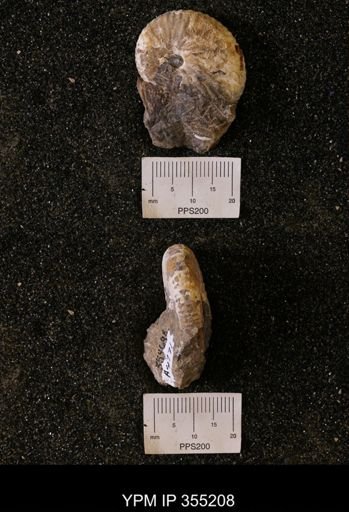Discoscaphites sp.