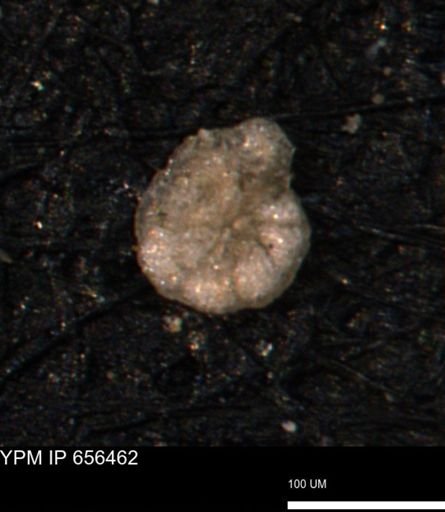 Alveolophragmium linki