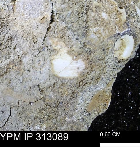 Corbicula