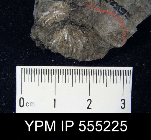 Pugnax rockymontana