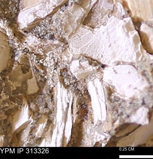 Corbicula sp.