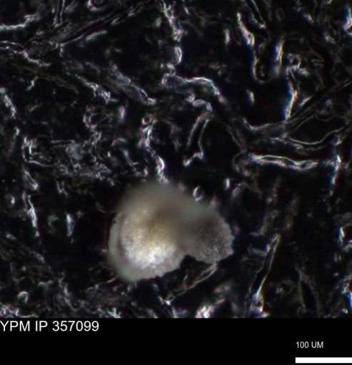 undet. Foraminiferida
