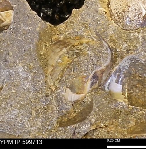 Protocardia subquadrata