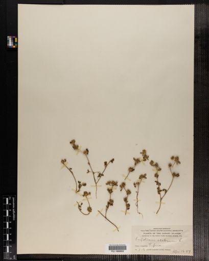 Plantae