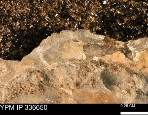 undet. Mollusca