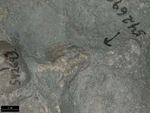 Aplocoma damesii