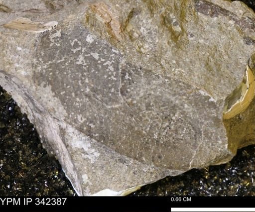 undet. Mollusca