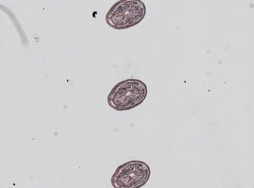 Plagiostomum whitmani