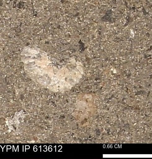 Scaphites sp.