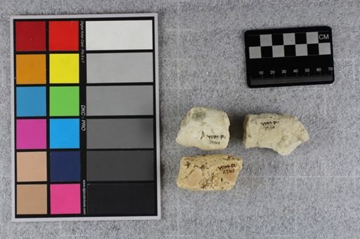Coprolite