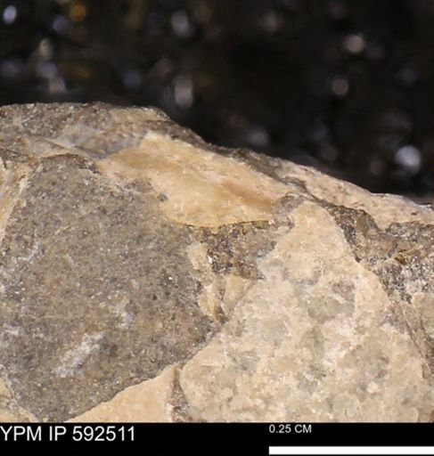 undet. Mollusca