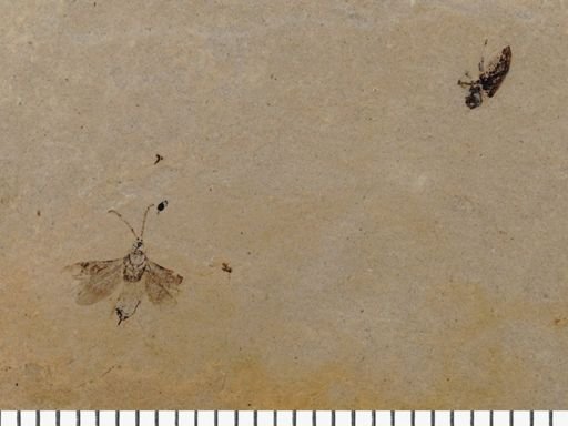 undet. Diptera