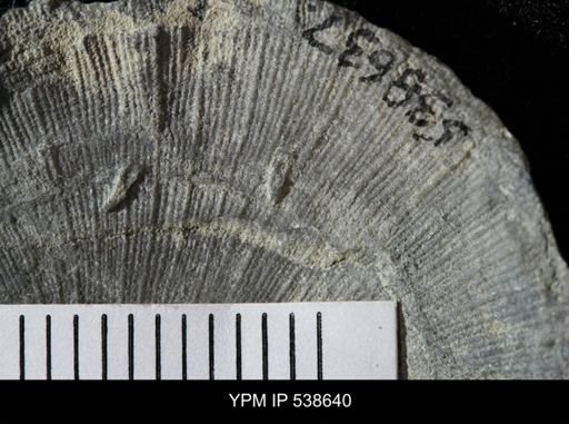 Cornulites sp.