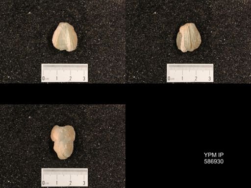 Rhynchotrema capax