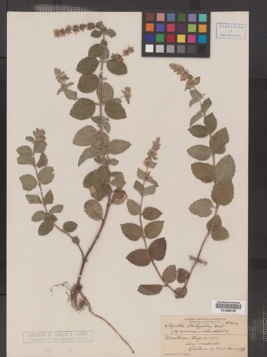 Mentha x stachyoides