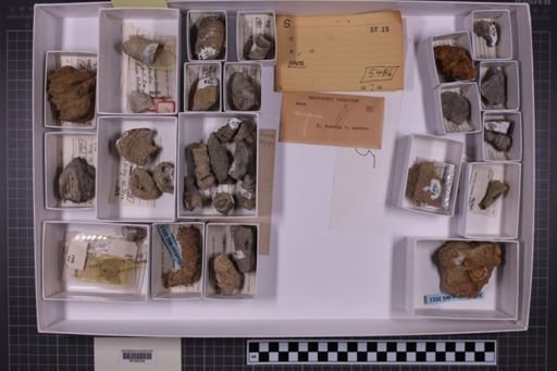 mixed taxa, stratigraphic collection