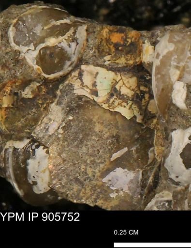 Baculites sp.