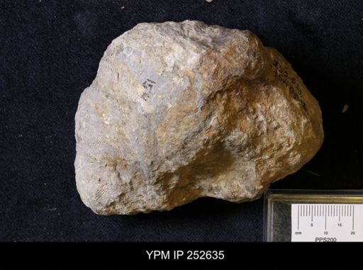 Archaeocyathus profundus