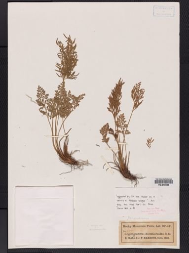 Cryptogramma