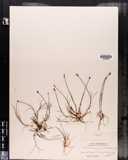 Carex