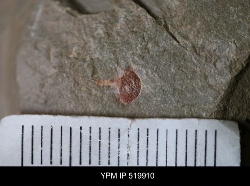 undet. Xiphosurida