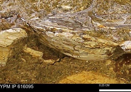 undet. Bivalvia